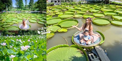 觀音蓮花座|【2023桃園觀音蓮花季一日遊】順遊10個景點,體驗大。